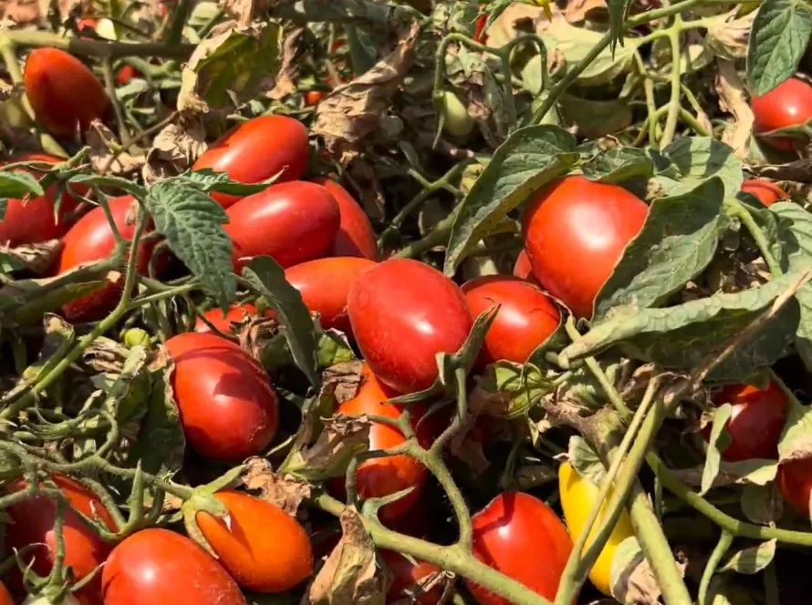 Projeção para produção brasileira de tomate industrial cai 8% após impactos da chuva em Goiás e São Paulo