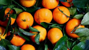 Safra de laranja sobe para 263,2 milhões de caixas