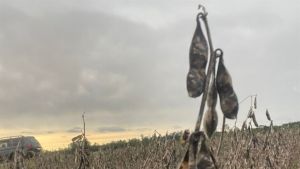 Soja sobe 7,9% em MT e clima passa a comandar mercado