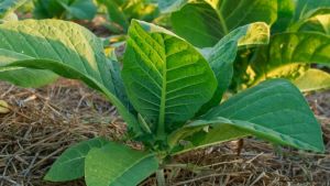 Abertura da Colheita do Tabaco será realizada em Vera Cruz