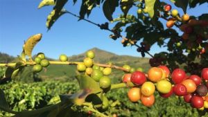 Altas temperaturas preocupam produtores de café no Brasil