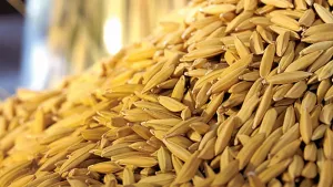 Arroz 2026/27: queda de produção no RS deve pesar sobre oferta brasileira, apesar de expansão do sequeiro em MT