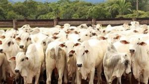 Do total, 589 animais foram terminados em confinamento e 210 em pastagens