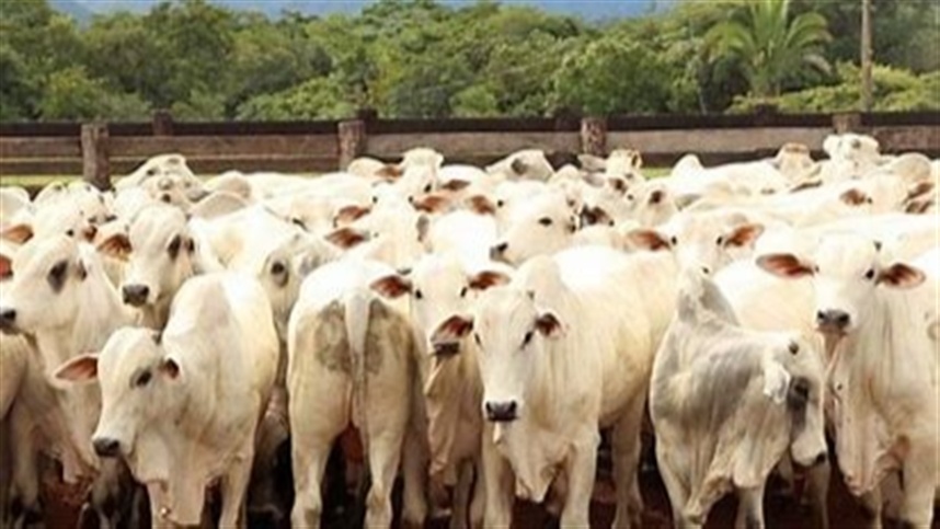 Do total, 589 animais foram terminados em confinamento e 210 em pastagens