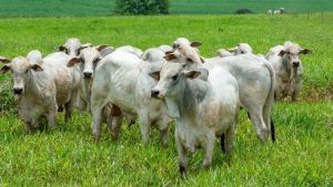 Boi gordo: demanda externa limita valorização em Mato Grosso