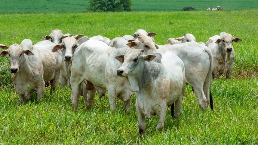 Boi gordo: demanda externa limita valorização em Mato Grosso