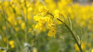 Canola: Paraná amplia área e prevê safra de 11 mil toneladas