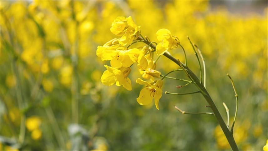 Canola: Paraná amplia área e prevê safra de 11 mil toneladas