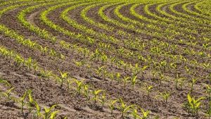 Características da planta influenciam produtividade do milho