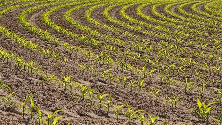 Características da planta influenciam produtividade do milho