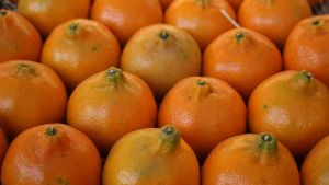 Citros: excesso de chuva provoca queda de frutos em pomares gaúchos