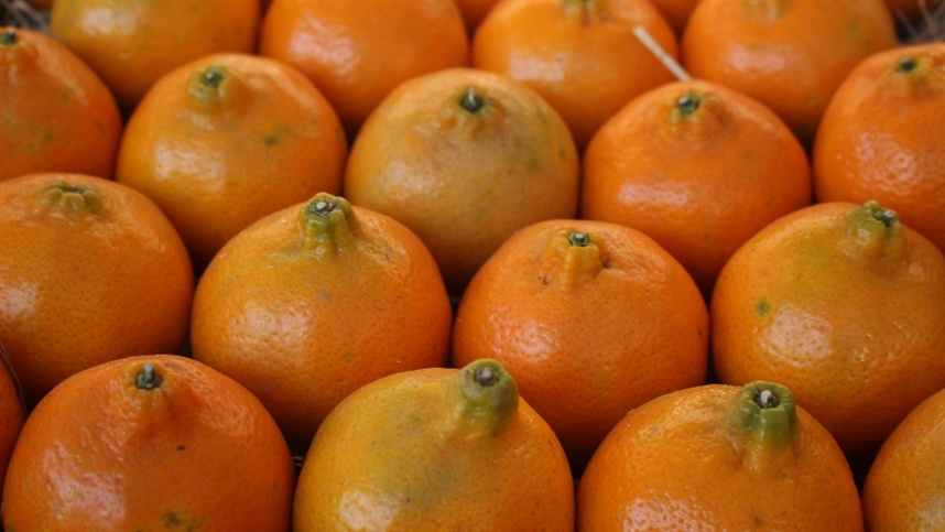 Citros: excesso de chuva provoca queda de frutos em pomares gaúchos