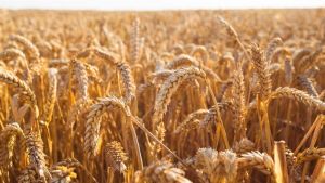 Clima e qualidade do trigo preocupam mercado no Sul