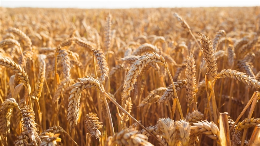 Clima e qualidade do trigo preocupam mercado no Sul