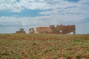 Clima seco, irrigação e indústria próxima: por que Goiás virou o centro do tomate industrial brasileiro