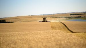 Colheita de trigo chega a 40,3% no país