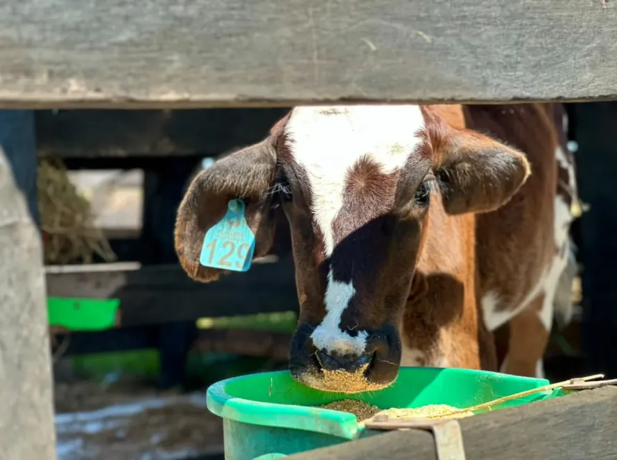 Dia da Pecuária: bovinocultura e diversidade da produção animal movimentam Mato Grosso