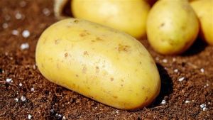 El Niño e chuvas até dezembro preocupam produtores de batata no Paraná