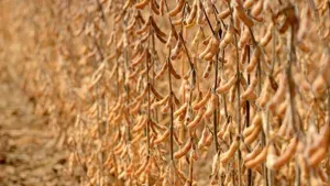 El Niño pode favorecer produtividade da soja em Mato Grosso do Sul, mas manejo é decisivo para aproveitar o cenário
