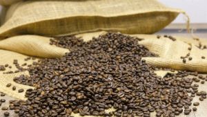 Exportações de café robusta avançam 66,6%
