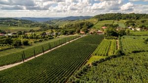 Nove vinícolas do Vale dos Vinhedos respondem por 30,4% das amostras representativas da Safra 2026