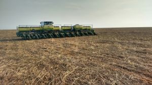 Plantio da soja chega a 42,8% e segue acima da média histórica; MT supera 75%