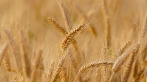 O desempenho é menos favorável para soja, milho e arroz