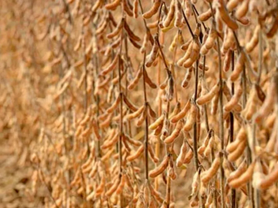 Soja de Mato Grosso deve render menos por hectare em 2026/27