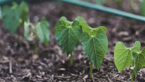O manejo nutricional completa os cuidados iniciais