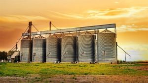 Temperaturas mais altas favorecem carunchos, traças e besouros em silo