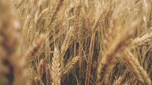 O levantamento mostra que 91% da área de trigo tem umidade adequada
